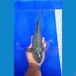 Soragoi Black Diamond 32cm