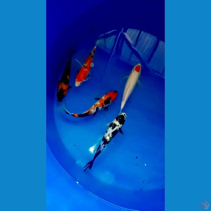 showa 25 28 cm