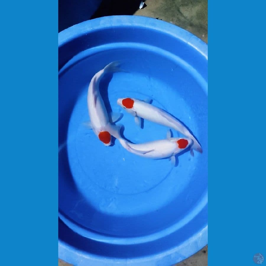 tancho Kohaku 35-37-38cm