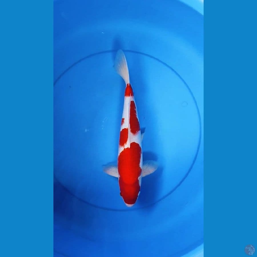 Kohaku 37cm male