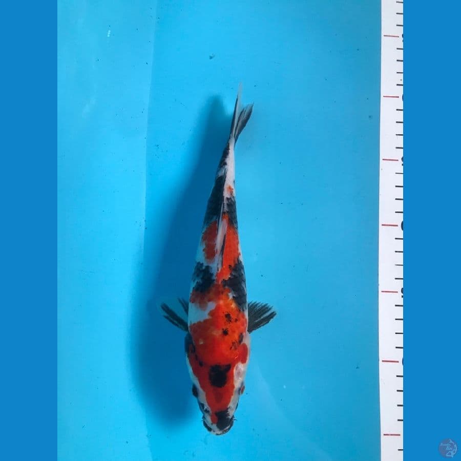 SHOWA 23cm