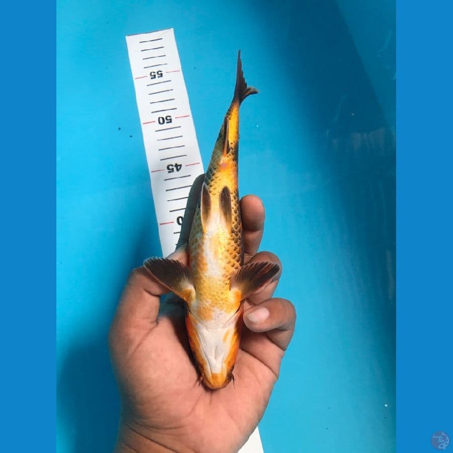 HI UTSURI 22cm