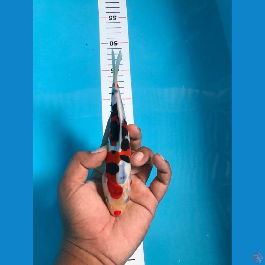 DOITSU SANKE 20cm