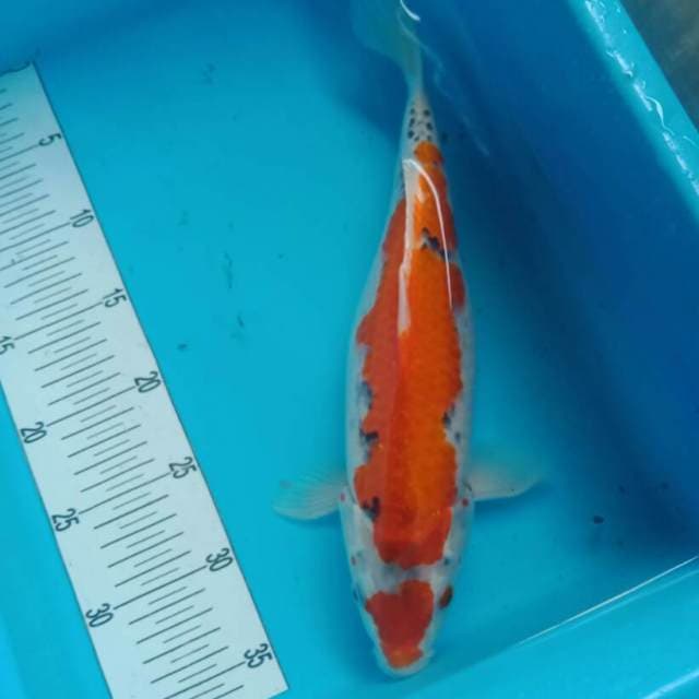 maruten ghosiki 35 cm