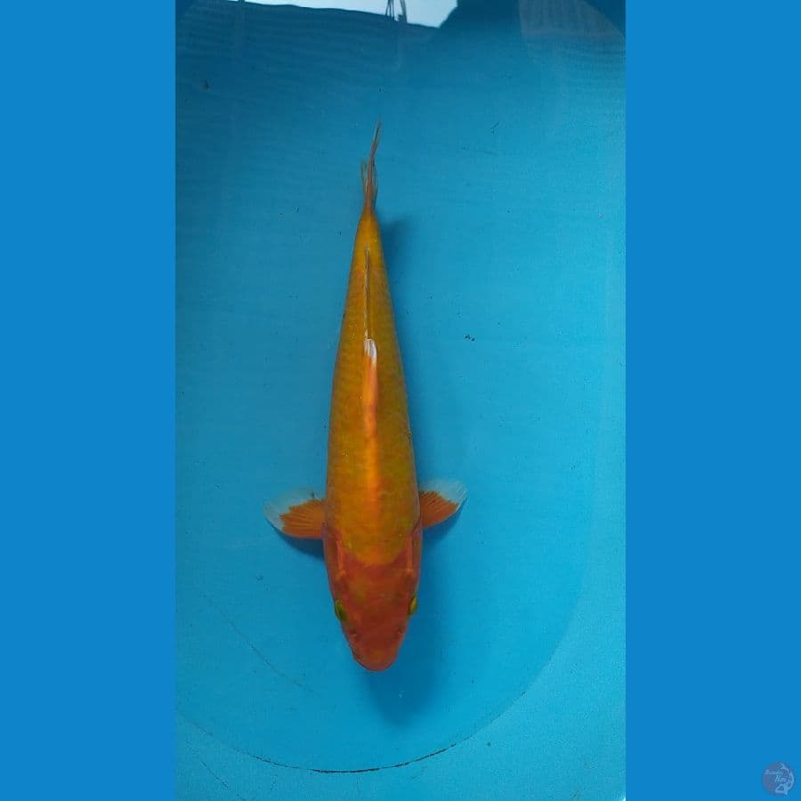 benigaoi