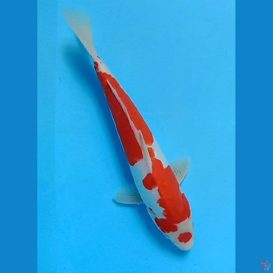 maruten kohaku doitsu