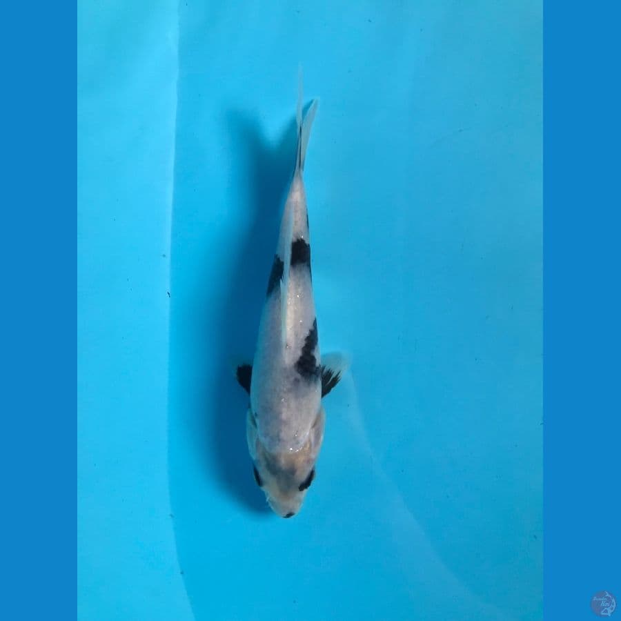 SHIRO 17cm