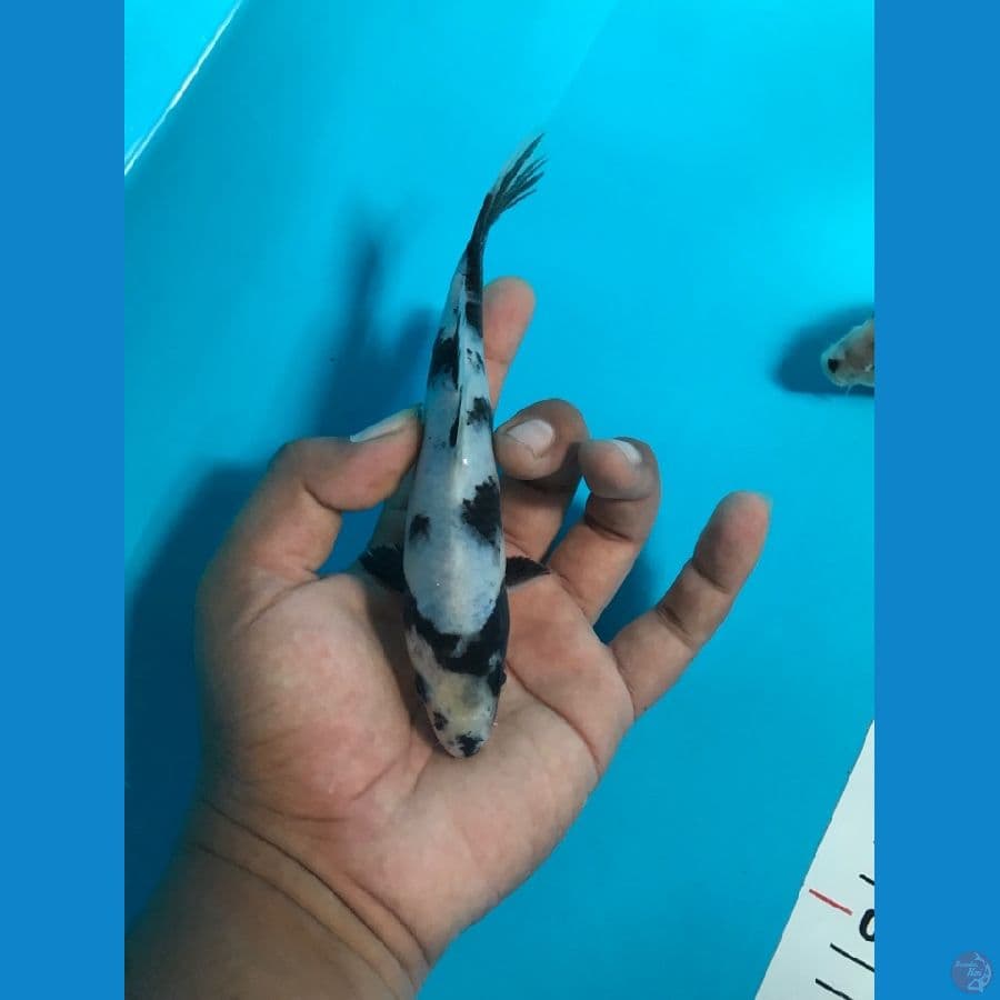 SHIRO 17cm