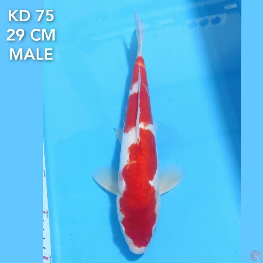 DOITSU KOHAKU MERAH 29CM MALE