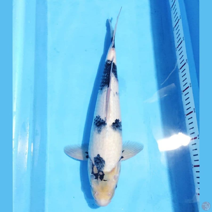 SHIRO UTSURI TATEGOI 40CM MALE