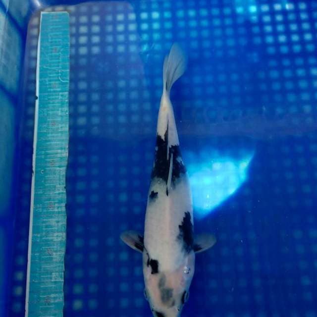 Shiro tategoi 30cm