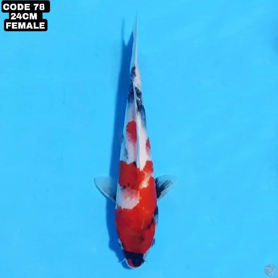SHOWA 24CM FEMALE