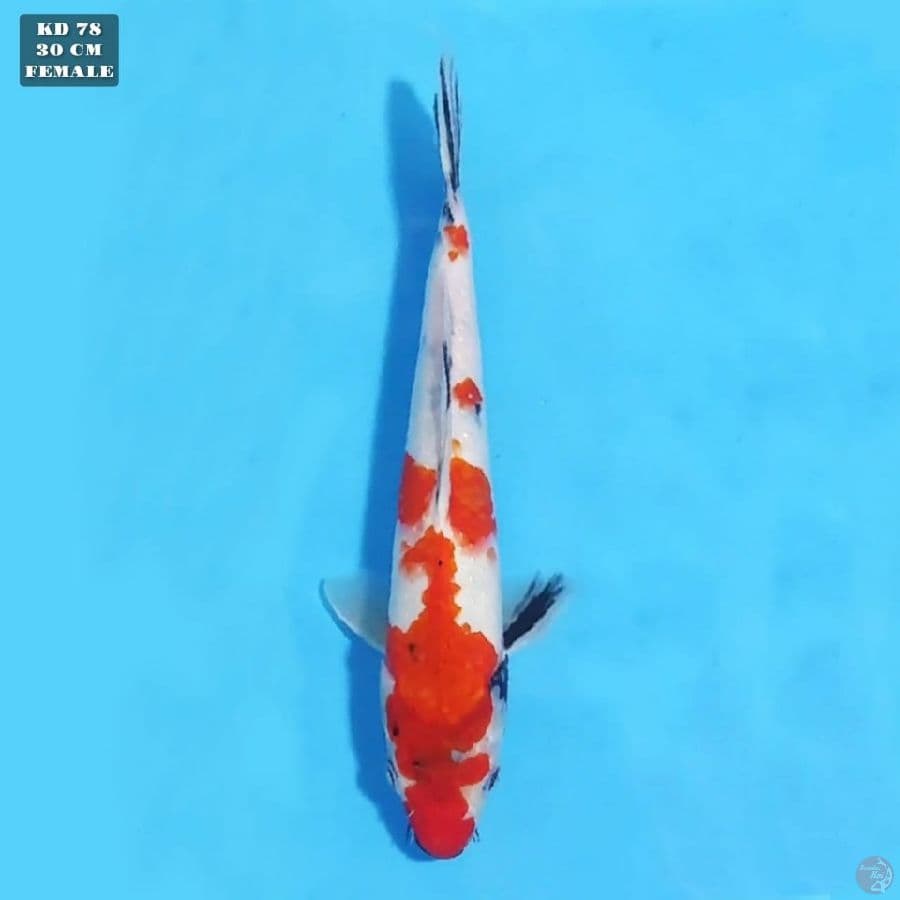 SHOWA 30 CM FEMALE