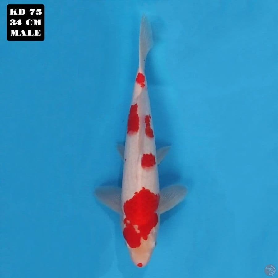 kohaku