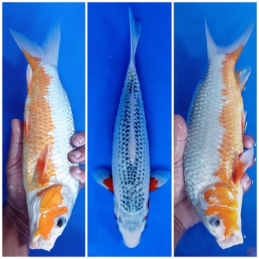 asagi 33 cm 