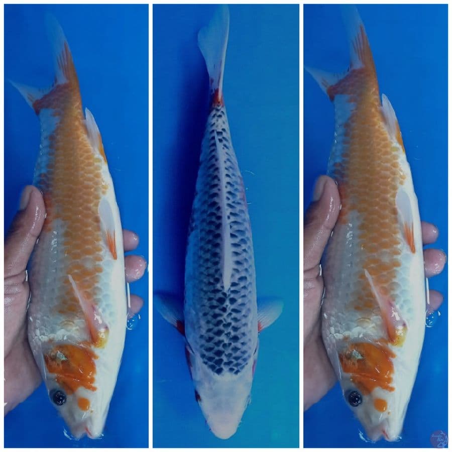 assgi 30 cm