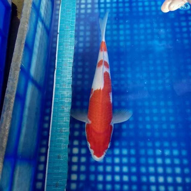 Kohaku 32cm