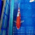Kohaku 32cm