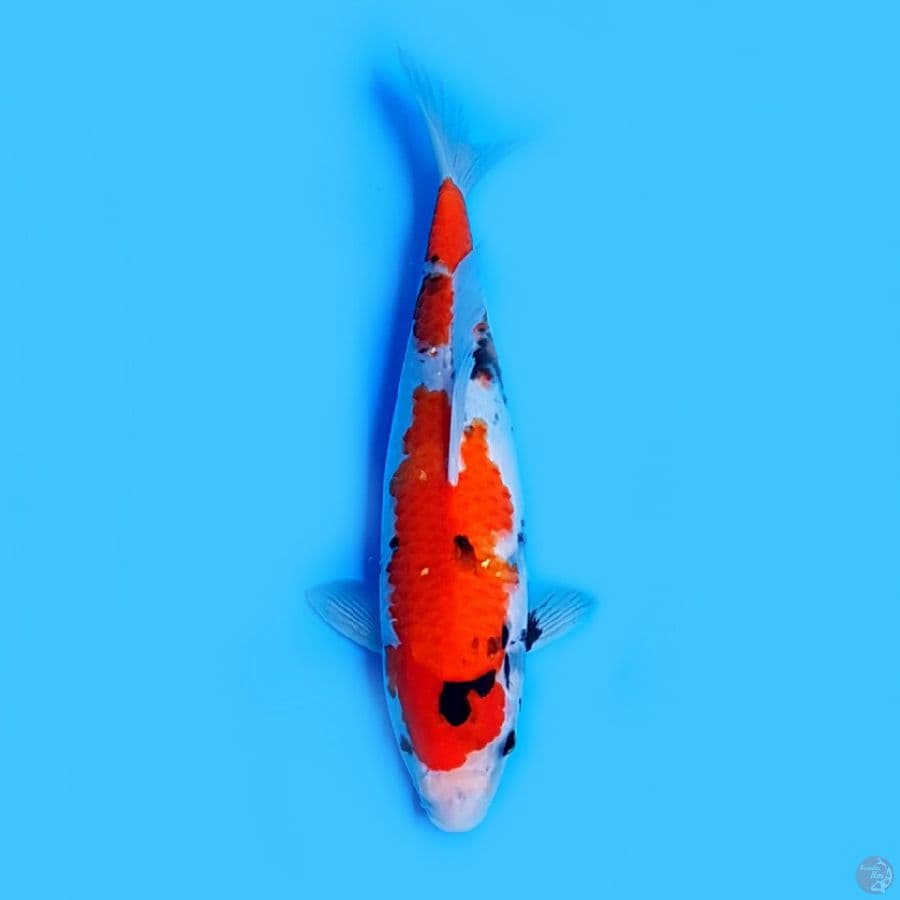 showa tategoi 34cm