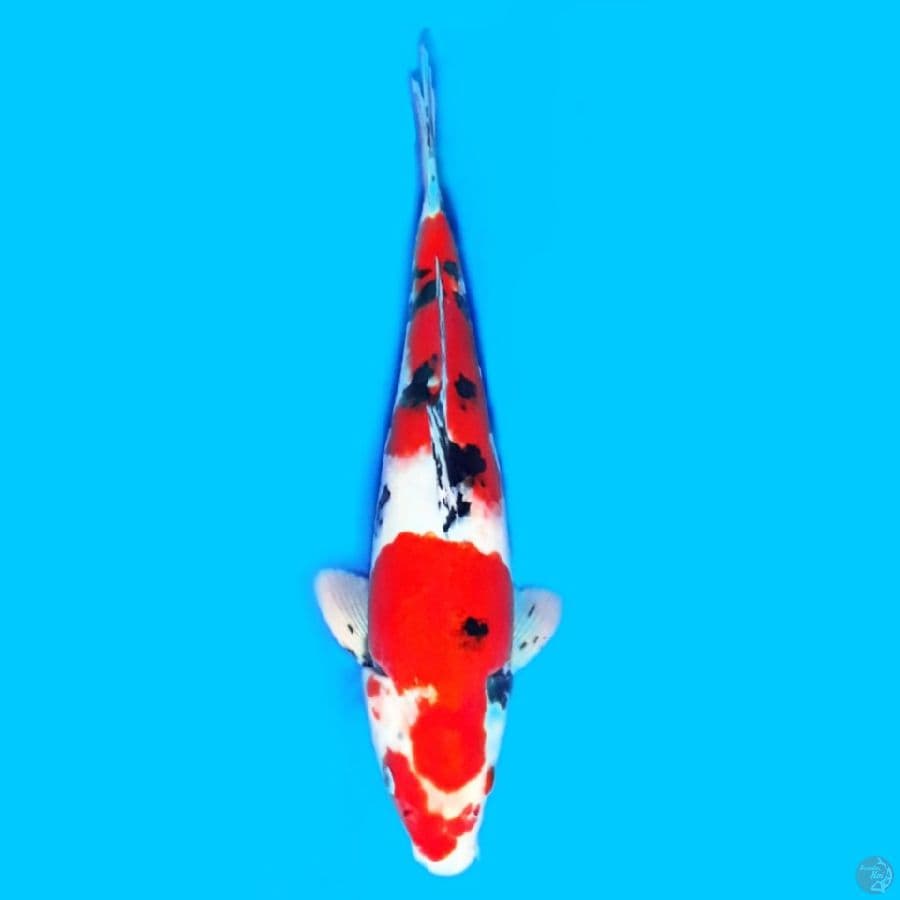Taisho Sanshoku Male