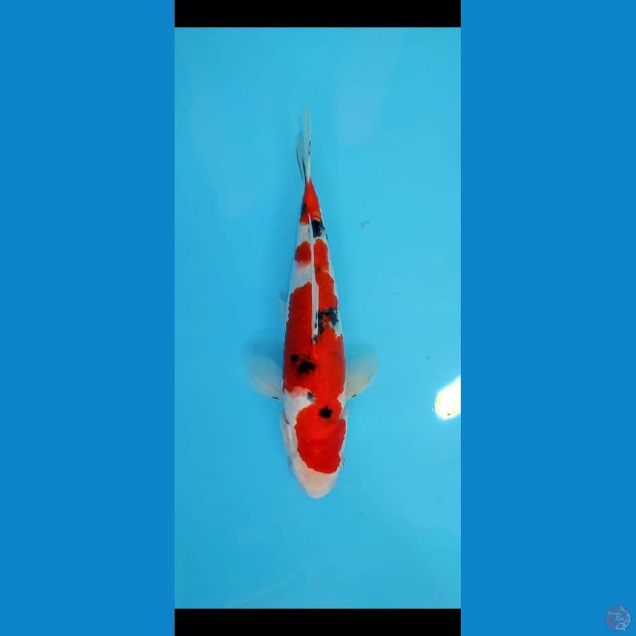 SANKE SANSOKU 29CM