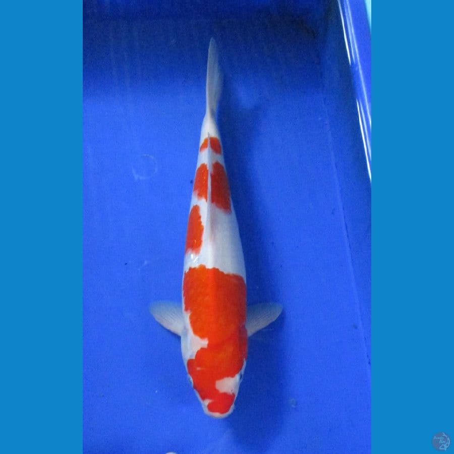 Kohaku Jantan