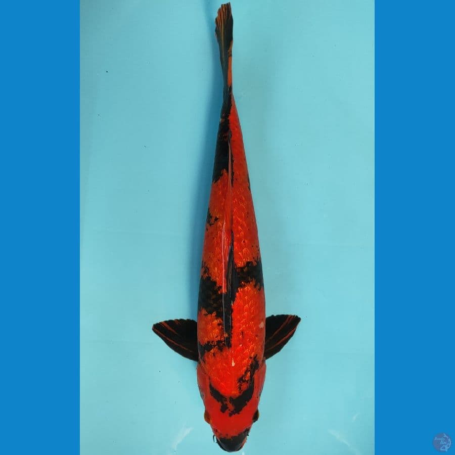 HIUTSURI GINDRIN SIZE 41 CM