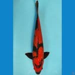 HIUTSURI GINDRIN SIZE 41 CM