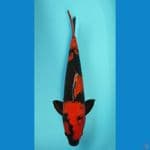 HIUTSURI GINDRIN SIZE 42 CM