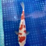 Nindan kohaku 28cm