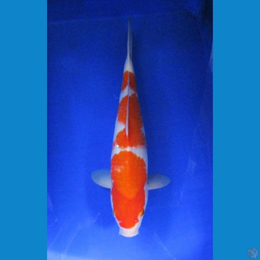 kohaku ±43cm 