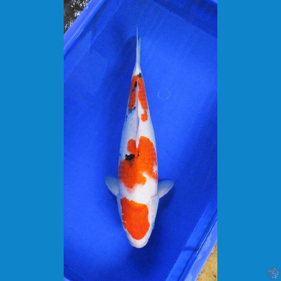 sanke ±44cm jumbo