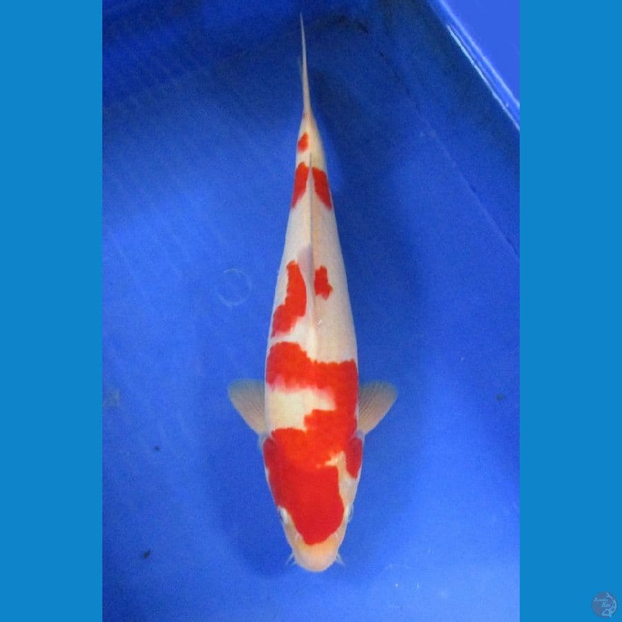 kohaku ±38cm