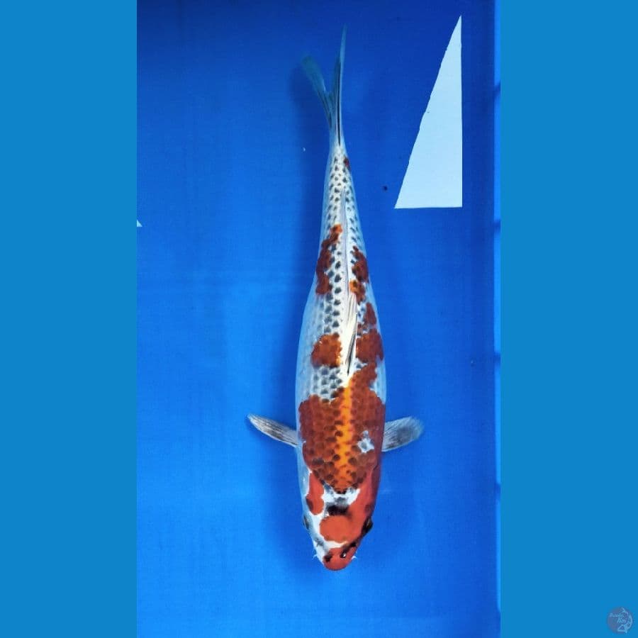 kujaku 35