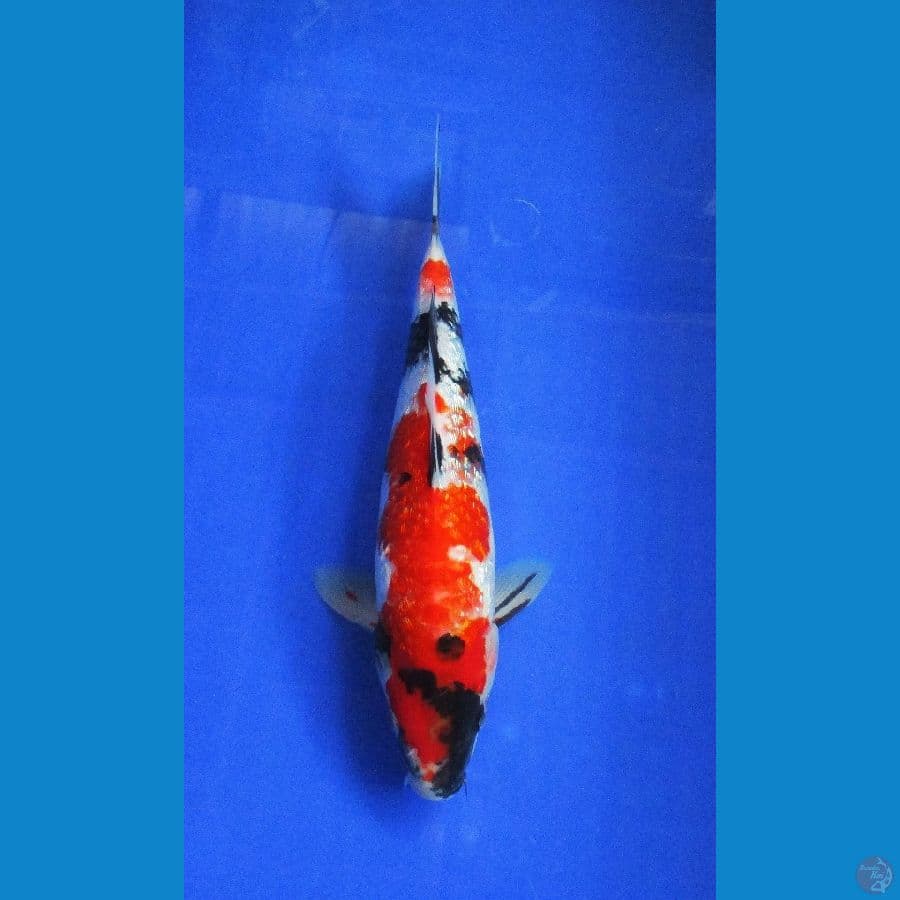 showa ginrin ±32cm