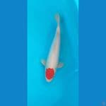 Original tancho kohaku 40bu male ,