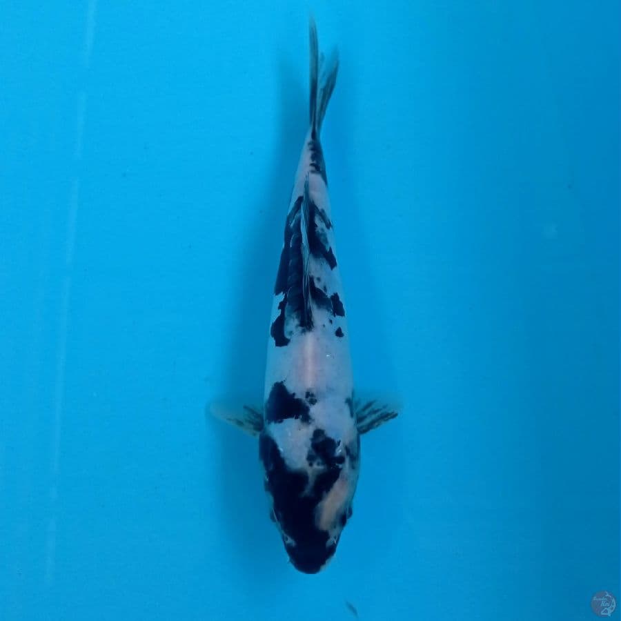 shiro doitsu, 18 cm