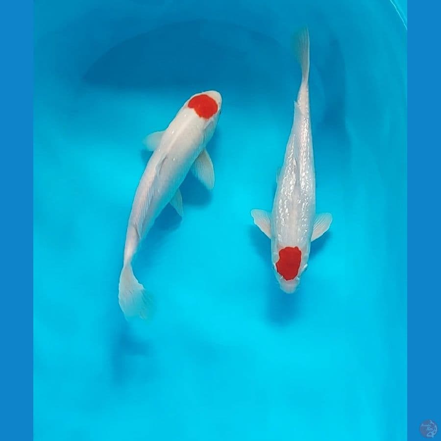 duo original tancho kohaku biasa dan ginrin