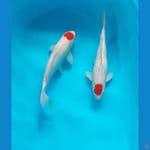 duo original tancho kohaku biasa dan ginrin