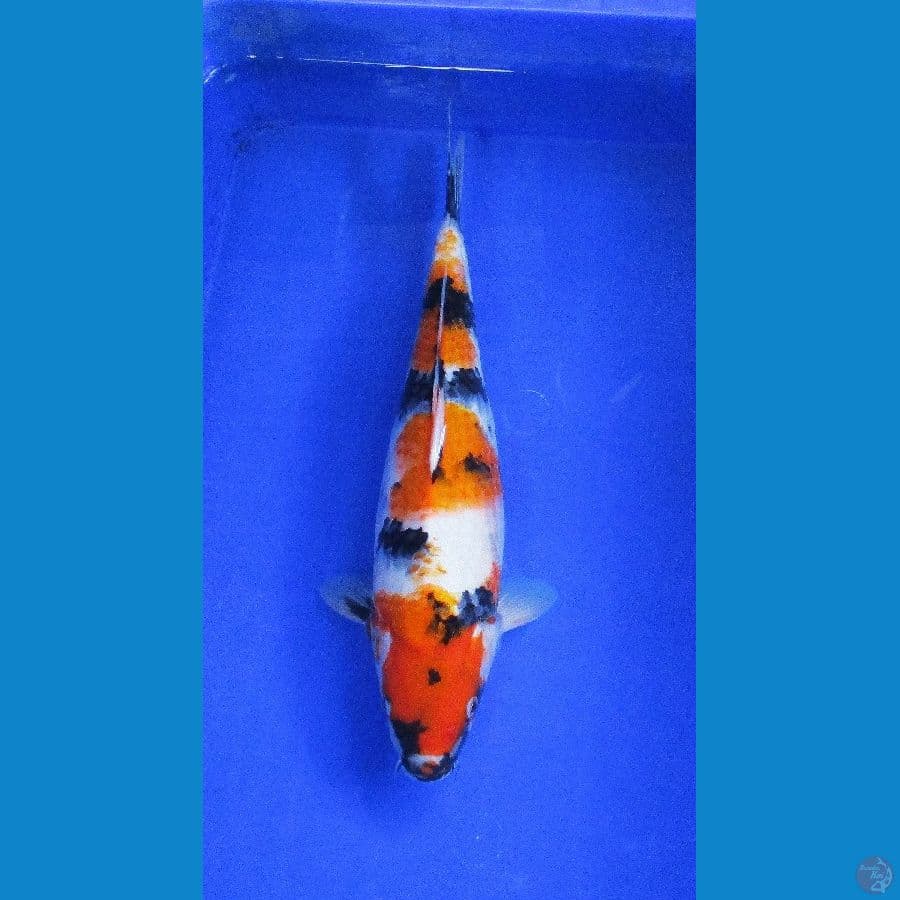 showa ±38cm