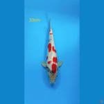 showa tategoi 33cm