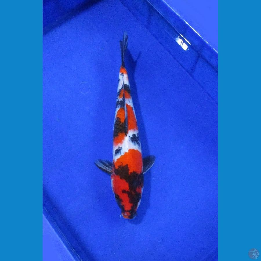 showa sansoku ±32cm