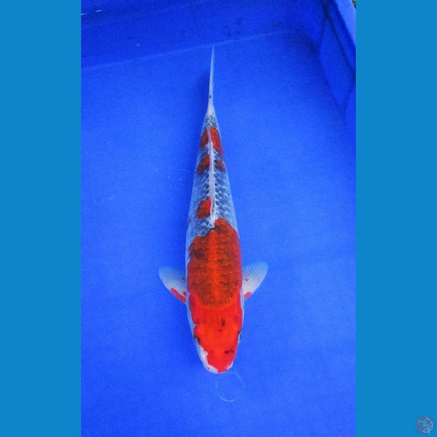 goshiki ±34cm