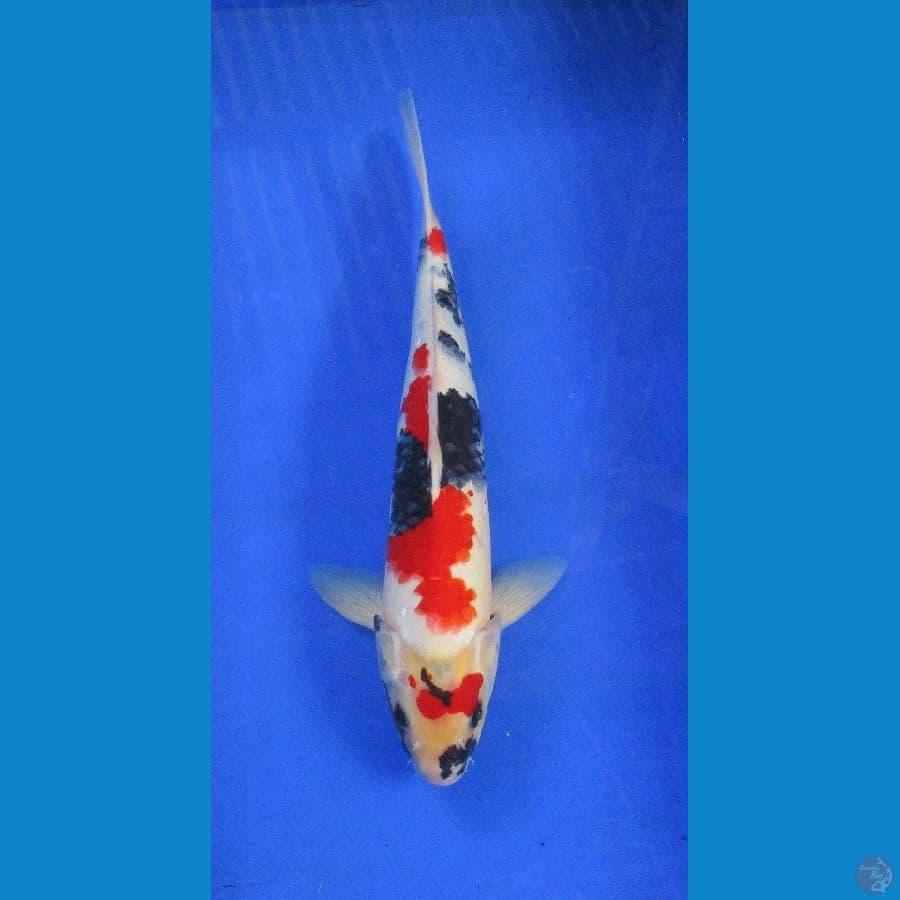 showa ±34cm