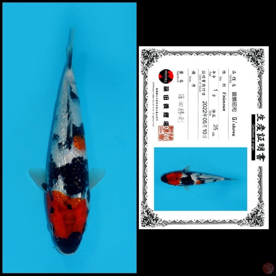 3 ~ GINRIN SHOWA SHINODA, 25CM