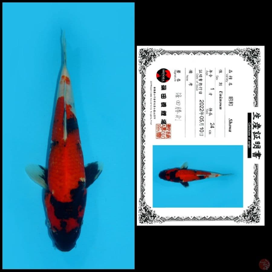 5 ~ SHOWA SHINODA, 24CM
