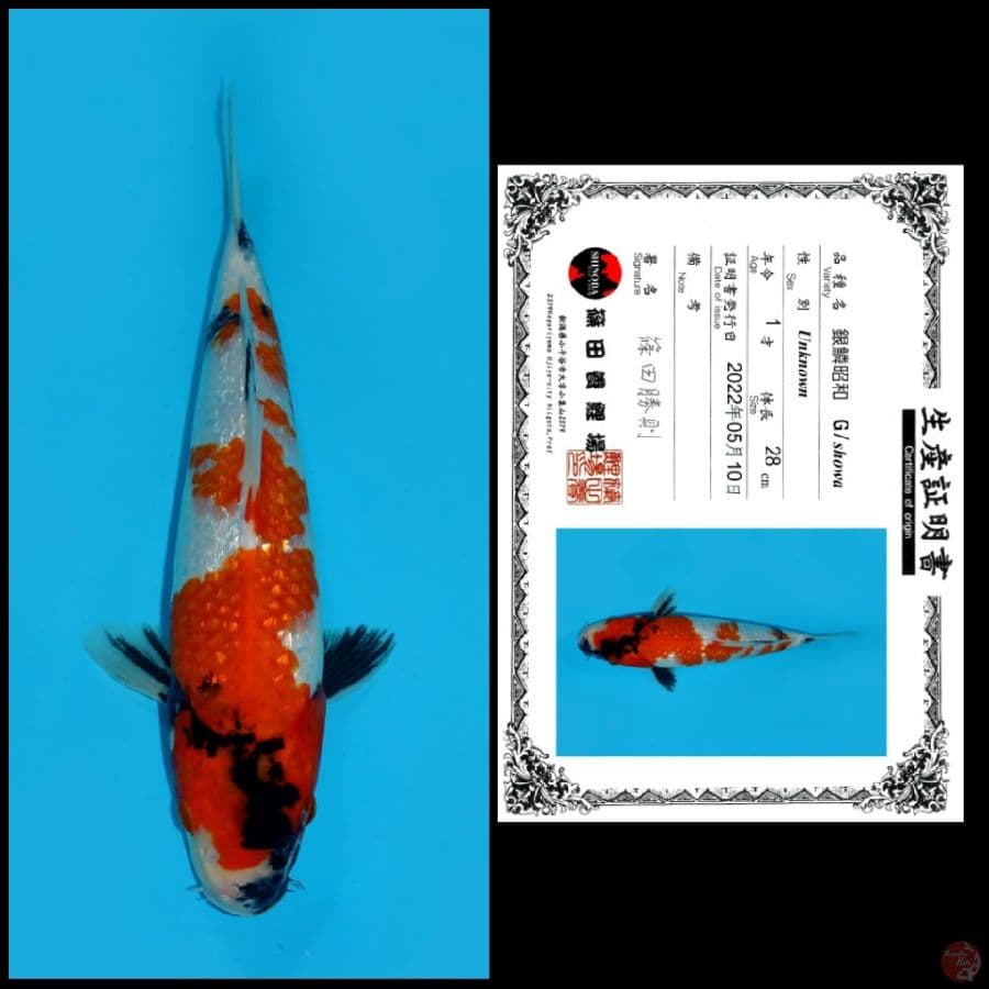 6 ~ GINRIN SHOWA SHINODA, 28CM