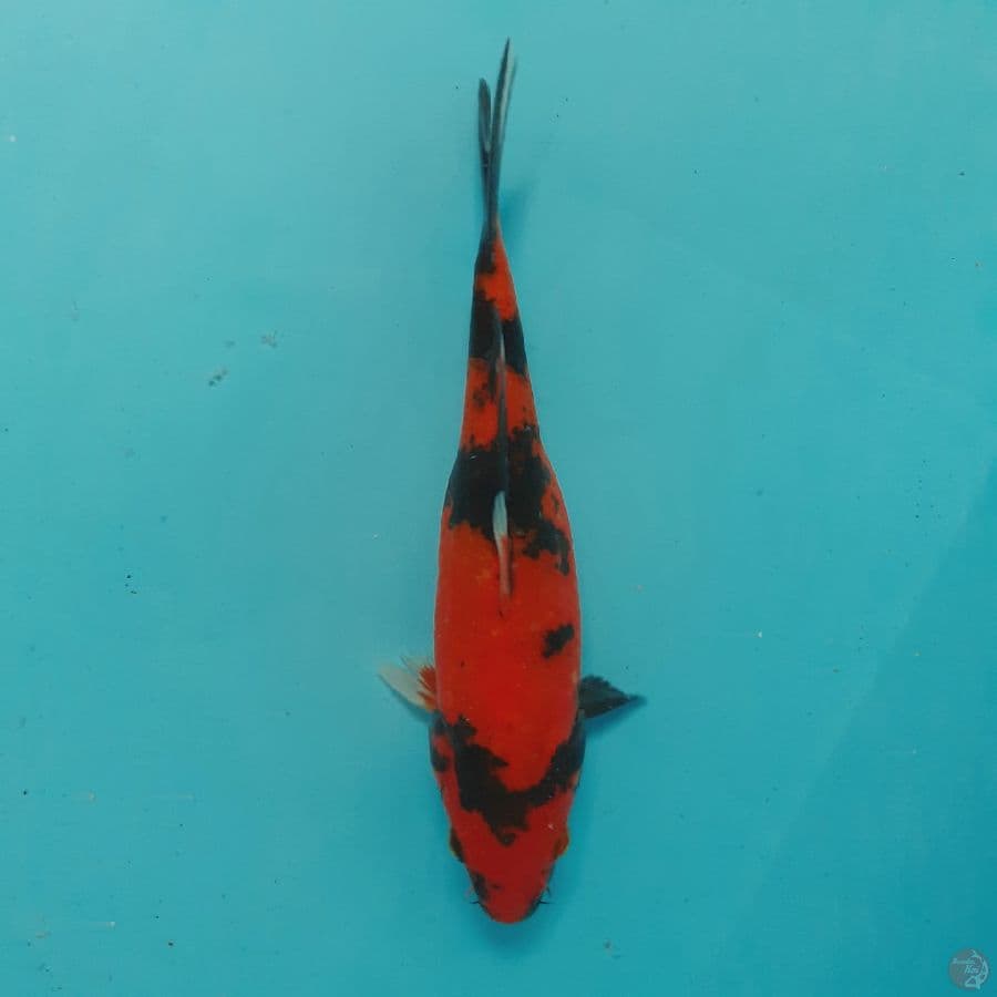 *SHOWA/FM/20 CM*