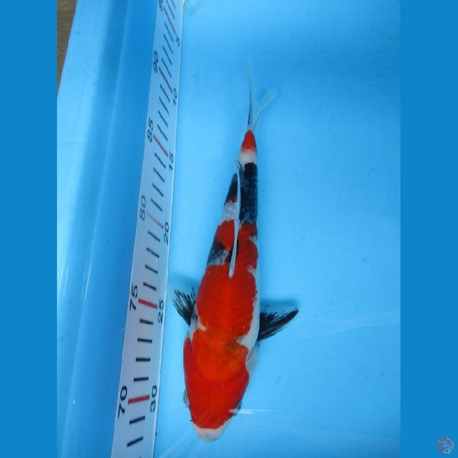 MKC KOI GRUB