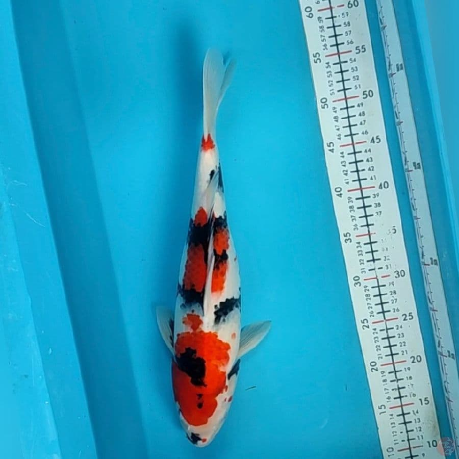 showa 42cm/f